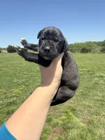 Wendy(Full Euro), a female Great Dane for sale in Locust Grove, OK – Photo 1 of 3