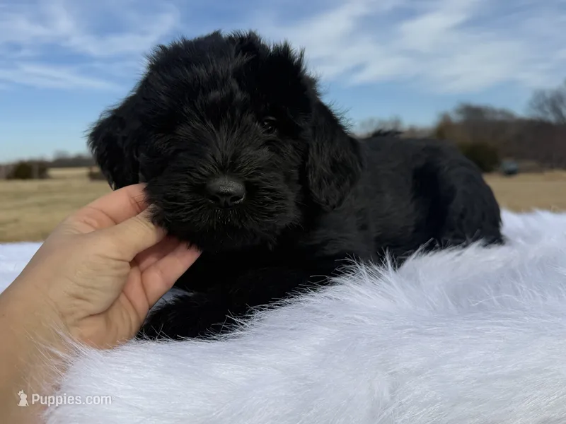 Cali(Champion Import Parents)