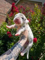 Scarlette(Euro Brindlequin), a female Great Dane for sale in Locust Grove, OK – 3 of 3