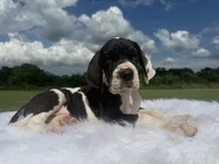 Lycan(Full Euro), a male Great Dane for sale in Locust Grove, OK – 4 of 4