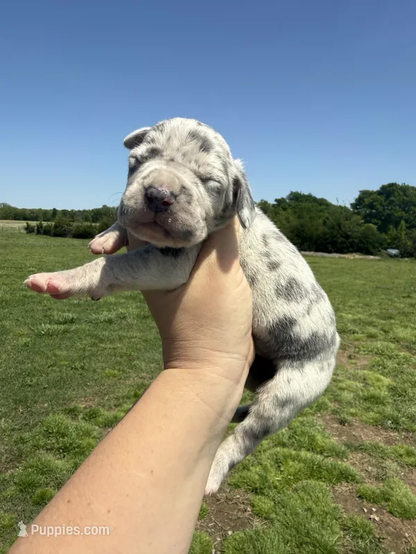 Lyla (Full Euro) – Great Dane puppy for sale in Locust Grove, OK