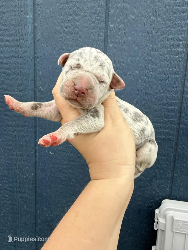 Lyla (Full Euro) – Great Dane puppy for sale in Locust Grove, OK