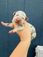 Lyla (Full Euro), a female Great Dane for sale in Locust Grove, OK – Photo 2 of 2