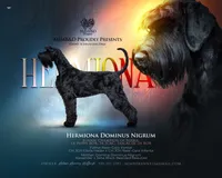 Cici (Serbian Import Champion), a female Giant Schnauzer for sale in Locust Grove, OK – 2 of 3