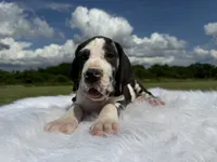 Sylvester(Full Euro harlequin), a male Great Dane for sale in Locust Grove, OK – 3 of 3