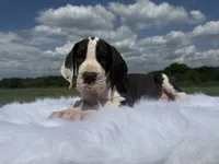 Vince (Full Euro) , a male Great Dane for sale in Locust Grove, OK – 1 of 2