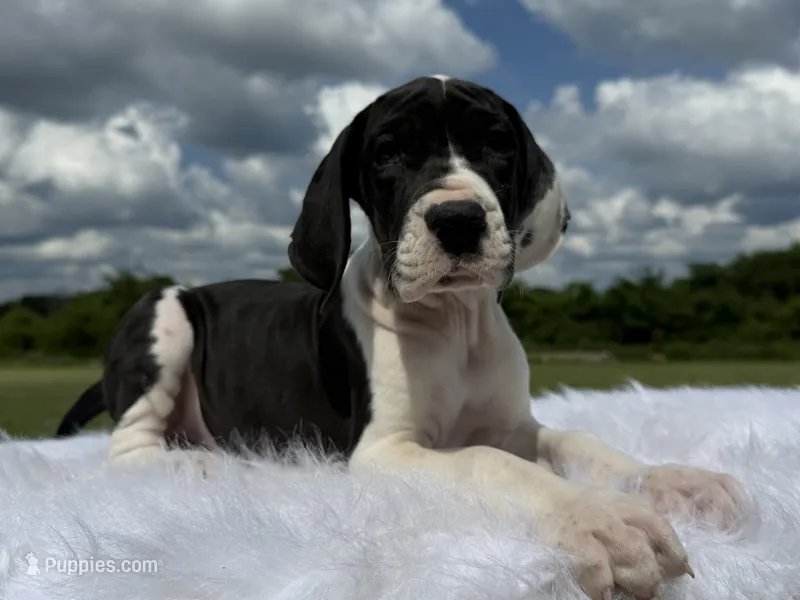 Lucuana(Full euro) – Great Dane puppy for sale in Locust Grove, OK