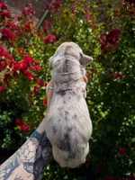 Becca(Fawn Merle), a female Great Dane for sale in Locust Grove, OK – 2 of 2