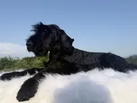 Mario(Champion Import Parents), a male Giant Schnauzer for sale in Locust Grove, OK – 2 of 5