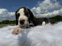 Sylvester(Full Euro harlequin), a male Great Dane for sale in Locust Grove, OK – 2 of 3