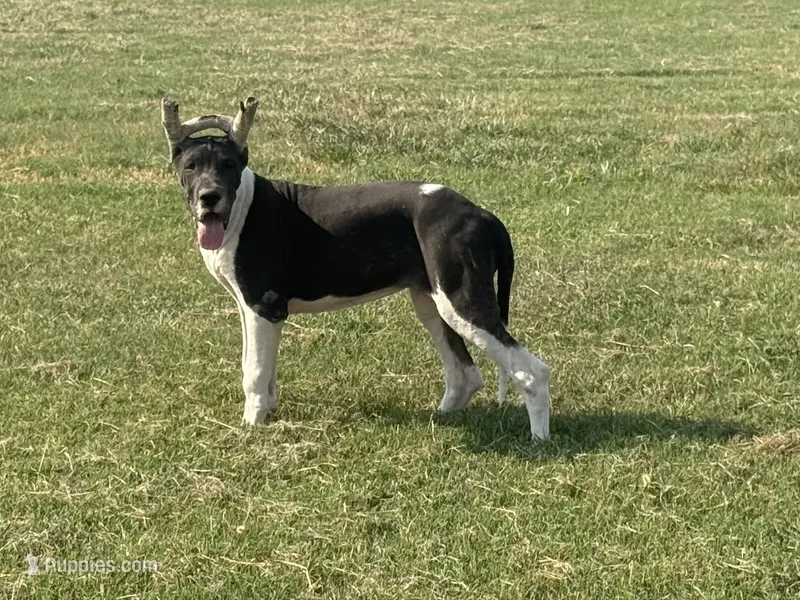 Daria(Full Euro Mantle) cropped – Great Dane puppy for sale in Locust Grove, OK