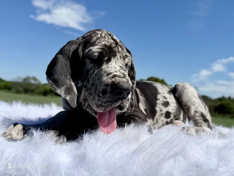 Remi(Euro Merle) – Great Dane puppy for sale in Locust Grove, OK