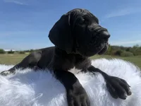 Mia(Full Euro Amazing Female!!!), a female Great Dane for sale in Locust Grove, OK – 5 of 7