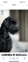 Cici (Serbian Import Champion), a female Giant Schnauzer for sale in Locust Grove, OK – 3 of 3
