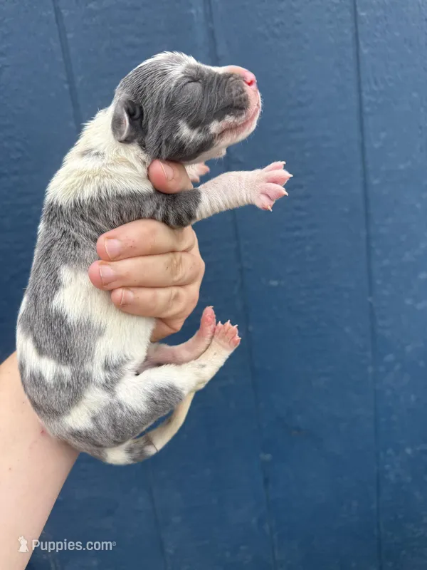 Regina(Euro) – Great Dane puppy for sale in Locust Grove, OK