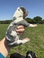 Regina(Euro), a female Great Dane for sale in Locust Grove, OK – 2 of 3