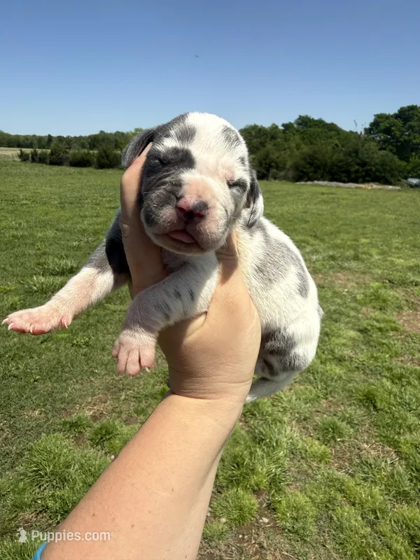 Regina(Euro) – Great Dane puppy for sale in Locust Grove, OK