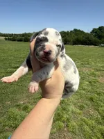 Regina(Euro), a female Great Dane for sale in Locust Grove, OK – 1 of 3
