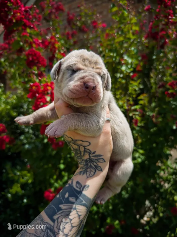 Becca(Fawn Merle) – Great Dane puppy for sale in Locust Grove, OK