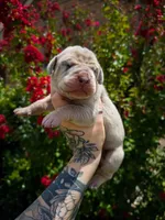 Becca(Fawn Merle), a female Great Dane for sale in Locust Grove, OK – 1 of 2