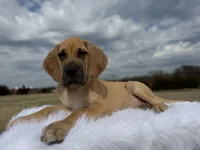 Romeo (Euro Fawn) , a male Great Dane for sale in Locust Grove, OK – Photo 3 of 3