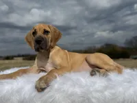 Romeo (Euro Fawn) , a male Great Dane for sale in Locust Grove, OK – Photo 2 of 3