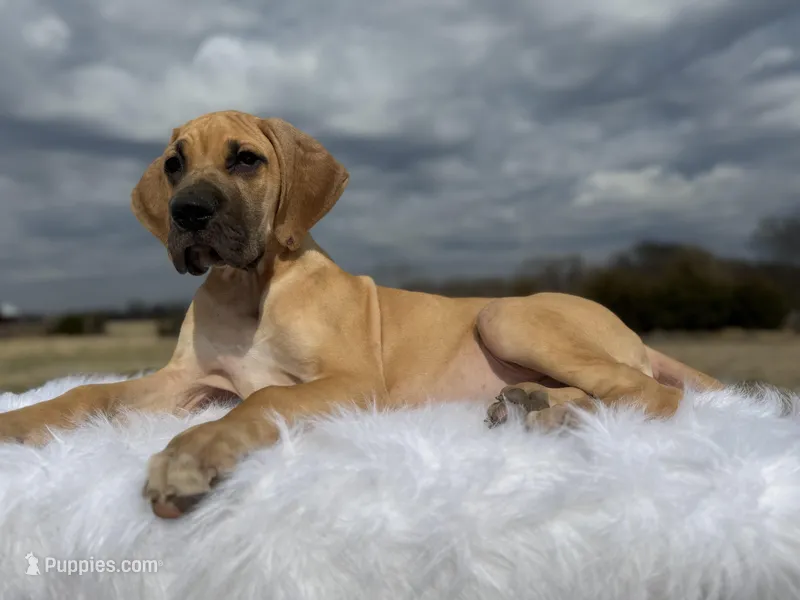 Romeo (Euro Fawn) , a male Great Dane for sale in Locust Grove, OK – Photo 1 of 3