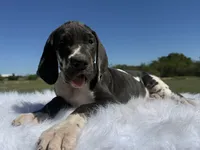 Ursula(Euro Harlequin Female), a female Great Dane for sale in Locust Grove, OK – 1 of 2