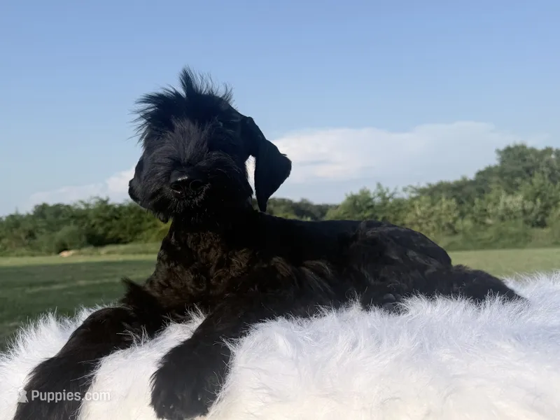 Duncan(Champion Import Parents) – Giant Schnauzer puppy for sale in Locust Grove, OK