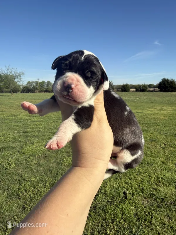 Lycan(Full Euro) – Great Dane puppy for sale in Locust Grove, OK