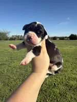 Lycan(Full Euro), a male Great Dane for sale in Locust Grove, OK – Photo 1 of 2