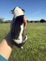 Lycan(Full Euro), a male Great Dane for sale in Locust Grove, OK – Photo 2 of 2