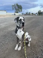 Bagul(Full Euro Single KB ) , a male Great Dane for sale in Locust Grove, OK – 2 of 2
