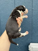 Sylvester(Full Euro), a male Great Dane for sale in Locust Grove, OK – Photo 3 of 4