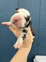 Sylvester(Full Euro), a male Great Dane for sale in Locust Grove, OK – Photo 2 of 4