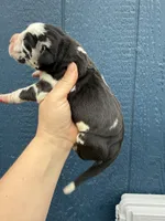 Sylvester(Full Euro), a male Great Dane for sale in Locust Grove, OK – Photo 1 of 4