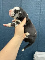 Sylvester(Full Euro), a male Great Dane for sale in Locust Grove, OK – Photo 4 of 4