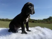Mia(Full Euro Amazing Female!!!), a female Great Dane for sale in Locust Grove, OK – 4 of 7