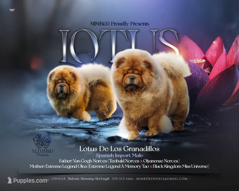 Litter coming import parents  – Chow Chow puppy for sale in Locust Grove, OK