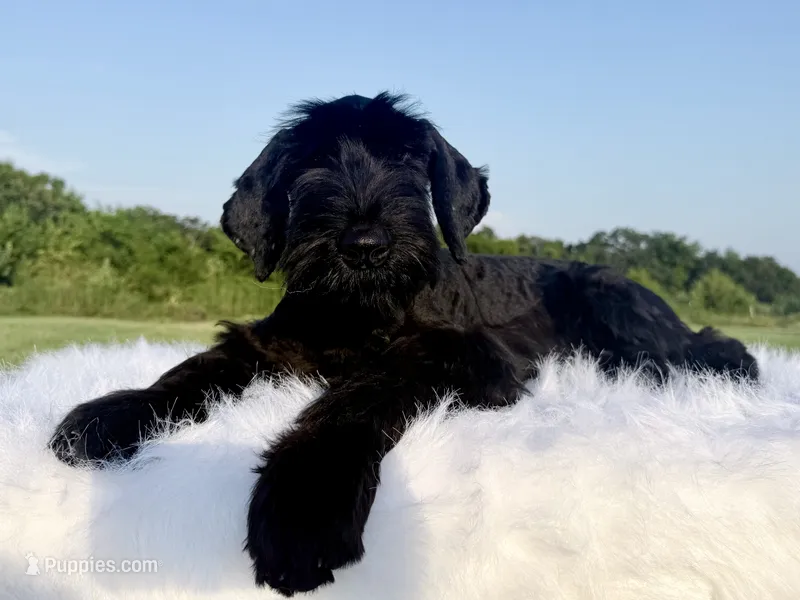 Duncan(Champion Import Parents) – Giant Schnauzer puppy for sale in Locust Grove, OK
