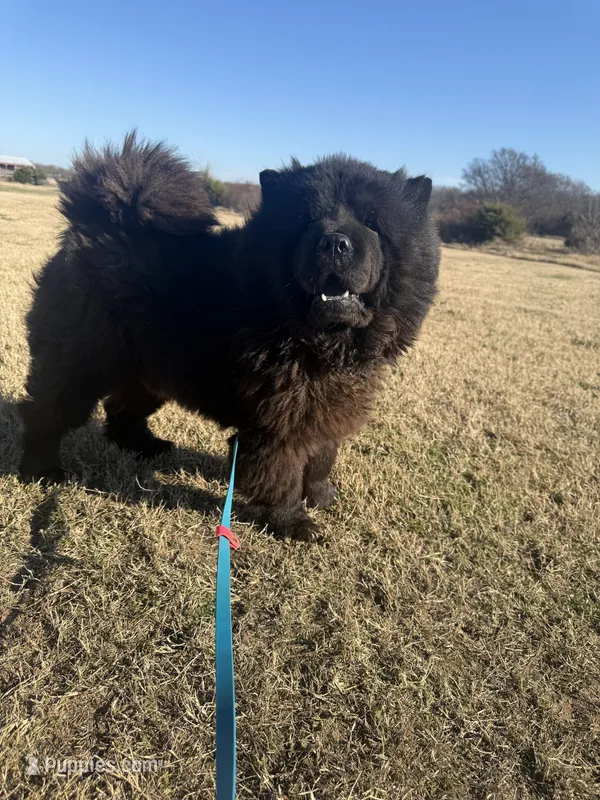 Peter (Serbian Import)