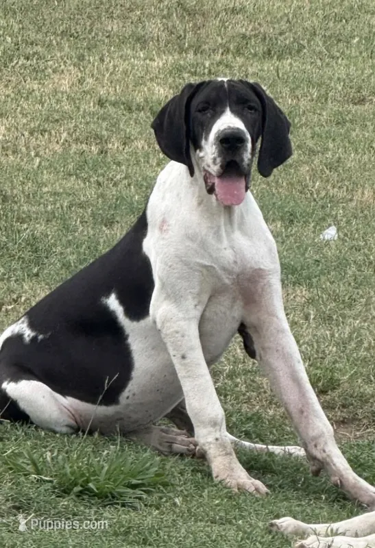 Tillie(Full Euro Import Sire) – Great Dane puppy for sale in Locust Grove, OK