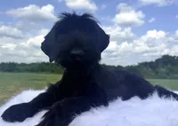 Duke(Champion Parents), a male Giant Schnauzer for sale in Locust Grove, OK – 1 of 1