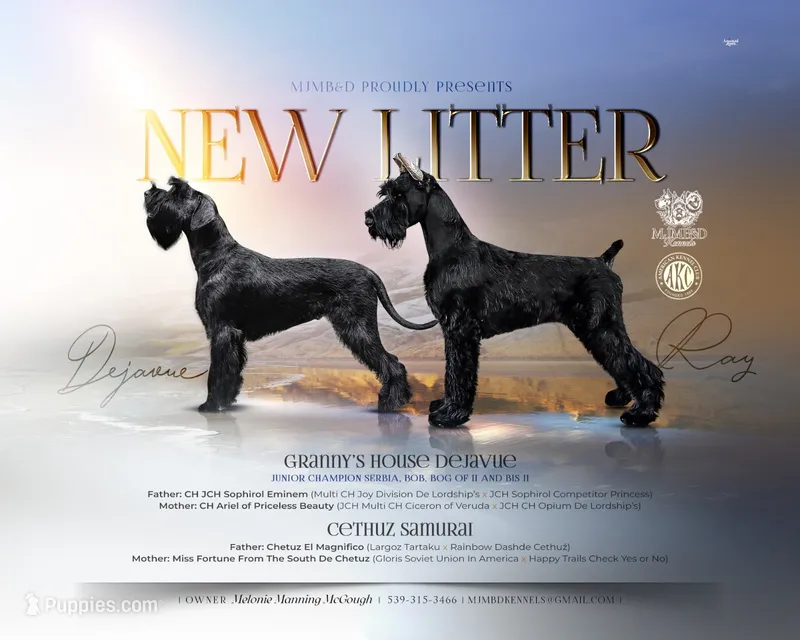 Imported Parents  – Giant Schnauzer puppy for sale in Locust Grove, OK