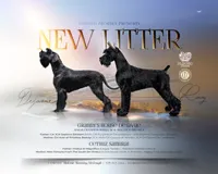 Imported Parents , a  Giant Schnauzer for sale in Locust Grove, OK – 1 of 2