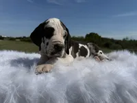 Vincent(Full Euro blue eye harlequin), a male Great Dane for sale in Locust Grove, OK – 4 of 6
