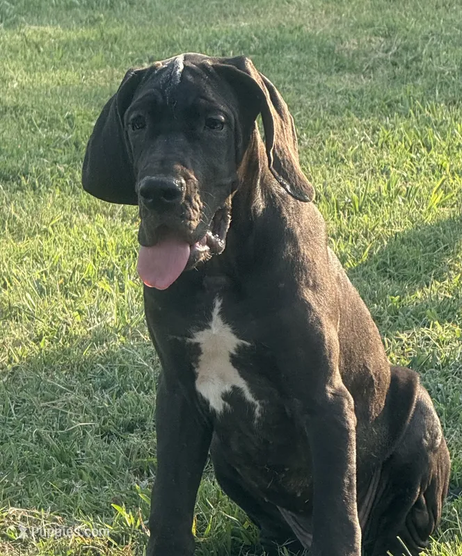 Wendy(Full Euro) – Great Dane puppy for sale in Locust Grove, OK