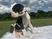 Lycan(Full Euro), a male Great Dane for sale in Locust Grove, OK – 2 of 4