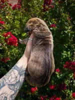 Vegas(Euro Brindle Male), a male Great Dane for sale in Locust Grove, OK – 2 of 2