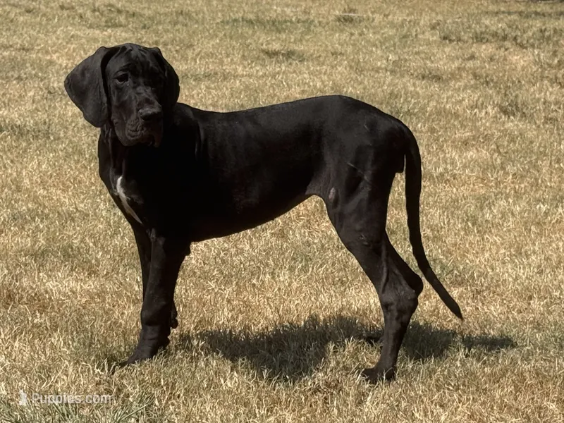 Matilda(Euro) – Great Dane puppy for sale in Locust Grove, OK